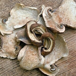 Dehydrated Chilean Mushrooms (sliced)
